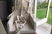 Skeleton