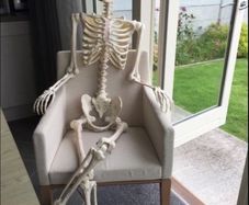 Skeleton