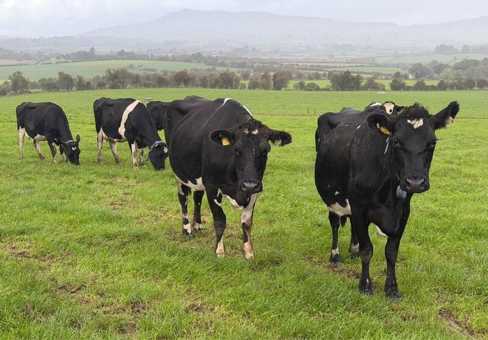 Young Empty Milking Cows