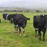Young Empty Milking Cows Image 4