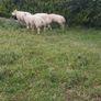 Beltex Hogget Ram Image 8