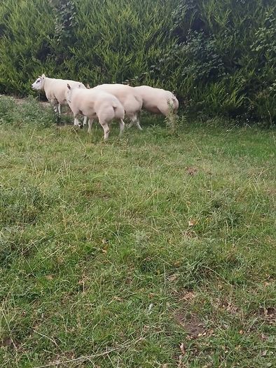 Beltex Hogget Ram
