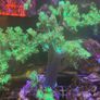 Marine Soft Corals Image 2