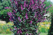 (B) Hyacinth Bean seeds (5s) (413881)