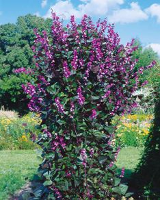 (B) Hyacinth Bean seeds (5s) (413881)