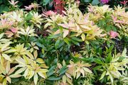 Pirus ForestFlame Plant