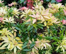 Pirus ForestFlame Plant