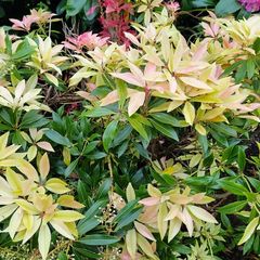 Pirus ForestFlame Plant