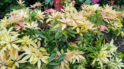 Pirus ForestFlame Plant