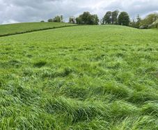 Silage meadows