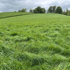 Silage meadows