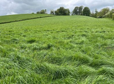 Silage meadows