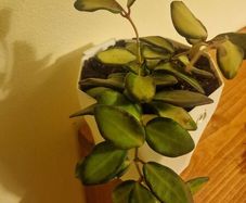 hoya burtoniae variegated