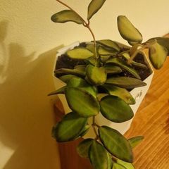 hoya burtoniae variegated