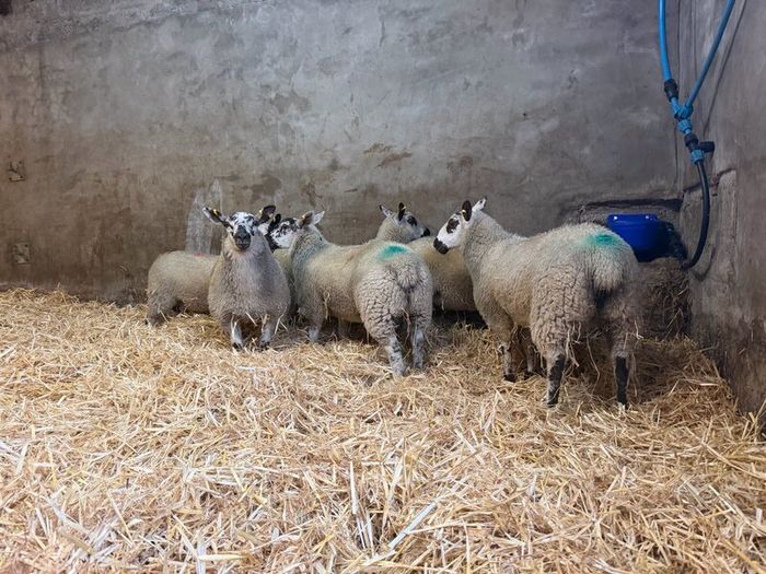 Ewe Lambs