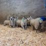Ewe Lambs Image 4