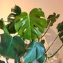 Monstera Deliciosa (Swiss Cheese) plant - includes pot Image 2