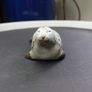 Andersen Desing Studio Pottery Harbor Seal Figurine Image 2