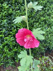 Large holly hock flower seeds (40)