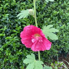 Large holly hock flower seeds (40)
