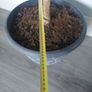 Potted indoor plant Image 8
