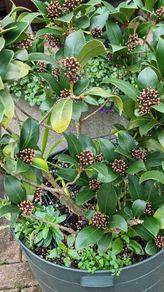 plants