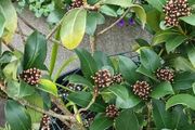 plants