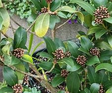 plants