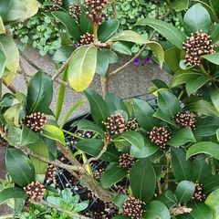 plants