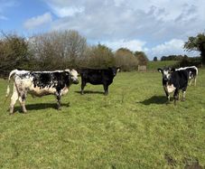 Cows and springers