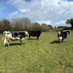Cows and springers