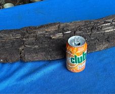 bog oak