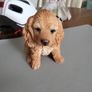 Dog ornament Image 5