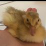muscovy  Hatching eggs Image 7