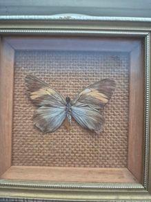 Vintage Real Butterfly Taxidermy Shadow Box - Actinote Anaxo Peru