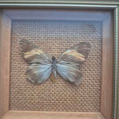 Vintage Real Butterfly Taxidermy Shadow Box - Actinote Anaxo Peru