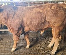 Pedigree registered limousine bulls for sale