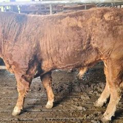 Pedigree registered limousine bulls for sale
