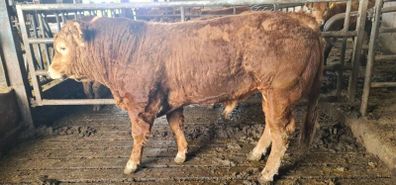 Pedigree registered limousine bulls for sale