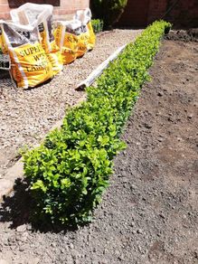 Box Hedging