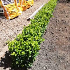 Box Hedging