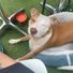Dogbless