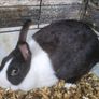 Rabbits-Dwarf Image 2