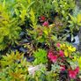 Portuguese laurel Hedging Image 4