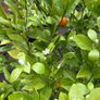 Extra large 130cm high x 75cm diameter very established calamondin citrus tree in weathered terracotta pot Image 8