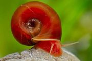 Ramshorn Snails