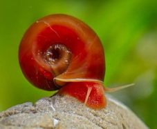 Ramshorn Snails