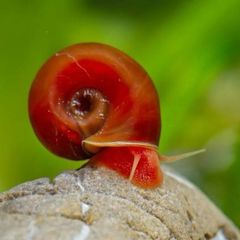 Ramshorn Snails