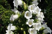 White Campanula