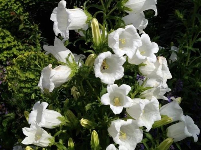 White Campanula